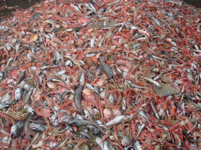 Catch of a shrimp trawler in Mauritania early 2009 - there is as much baby fish and other marine life as there are shrimps